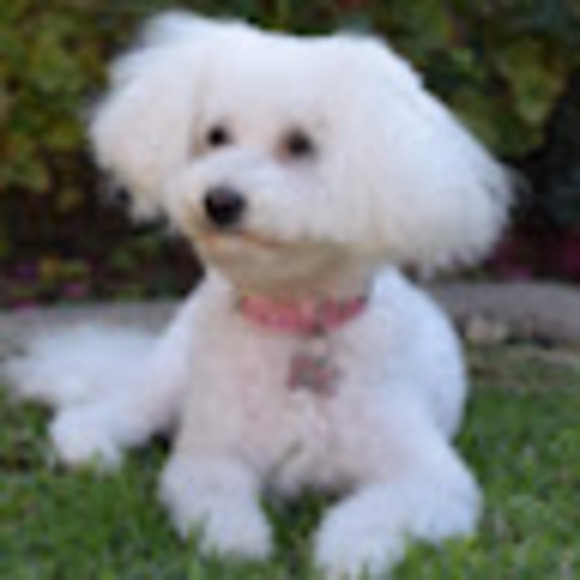 Meet your Posher, Patricia - Picture 1 of 1